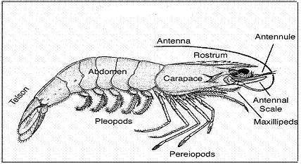 Esquema de la morfología y anatomía del camarón de vega (Parastacus pugnax) y sus galerías subterráneas