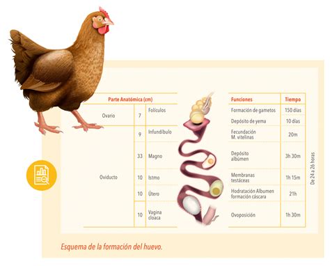 Esquema de las etapas de crecimiento de una gallina y sus requerimientos nutricionales