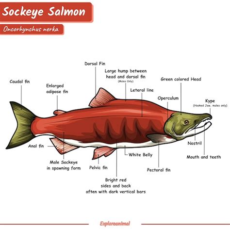 Esquema de las partes de un salmón o infografía sobre cómo identificar salmón fresco