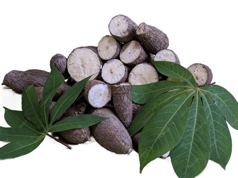 Foto de una planta de yuca saludable y con hojas verdes