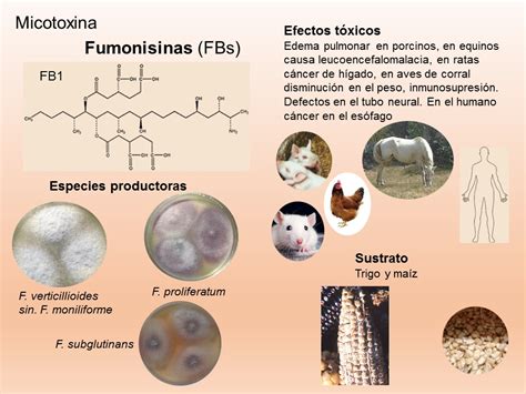 Gráfico informativo sobre fumonisinas en maíz y sus riesgos