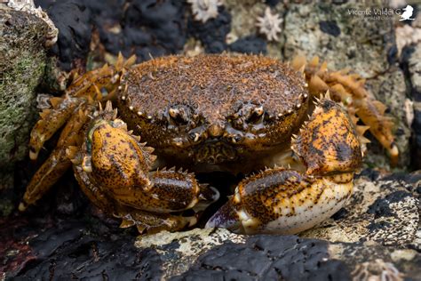 Ilustración comparativa de diversas especies de jaibas y cangrejos, destacando sus variaciones morfológicas.