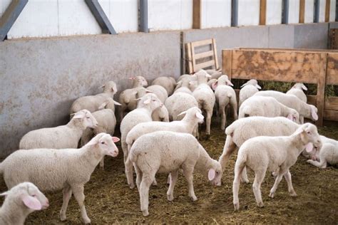 Un rebaño de corderos en un sistema de producción intensiva en corrales, alimentándose.