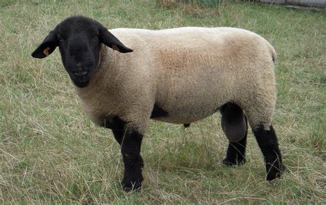 Oveja de raza Suffolk, reconocible por su cabeza y patas negras.