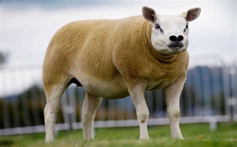 Oveja de raza Texel, conocida por su musculatura y lana gruesa.
