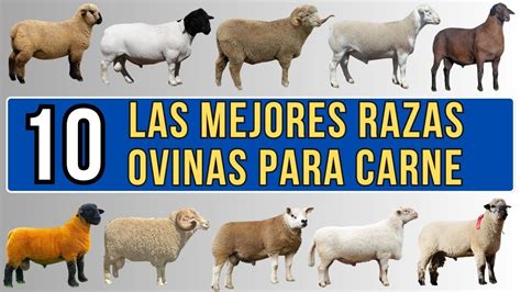 Oveja de raza Finn Sheep, mostrando su característica cola.
