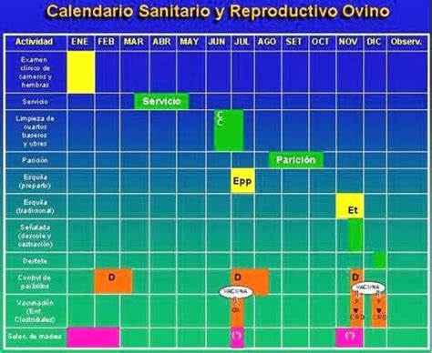 Gráfico ilustrando un programa de un parto al año para ovinos.