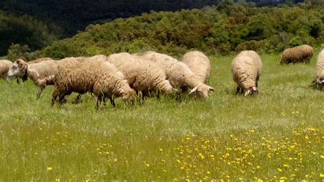 Rebaño ovino pastando en un entorno natural y extenso, característico de la producción extensiva.