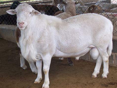 Ovejas de raza Katahdin con sus características de pelo y conformación muscular.