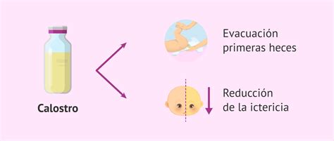 Esquema sobre la producción de leche: desde el calostro inicial hasta la maduración de la leche tras el parto