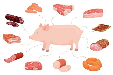 Infografía: Gama de productos cárnicos derivados del cerdo para distribución