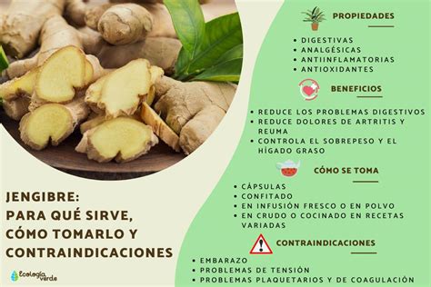 Esquema visual sobre las diferentes formas de conservar el jengibre (fresco, seco, congelado)