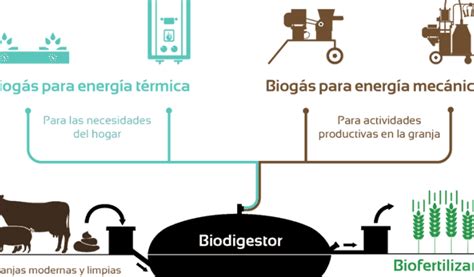 Esquema educativo que muestra la conexión entre conceptos biológicos y procesos culinarios aplicados a la enseñanza.