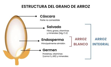 Esquema comparativo del grano de arroz integral y refinado mostrando las partes que se eliminan