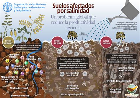 mapa global de zonas afectadas por la salinidad del suelo