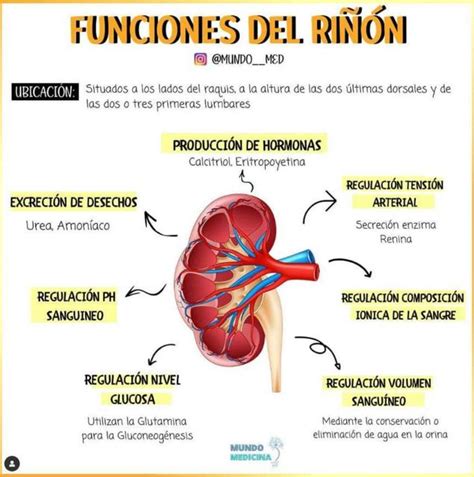 Esquema del riñón y su función de filtración