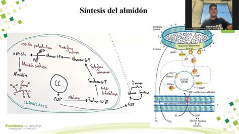 diagrama que explica el efecto del almidón del agua de arroz en el intestino