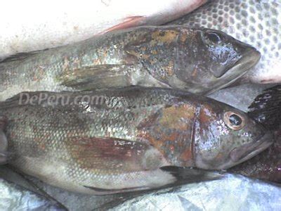 Cabrilla (pescado)