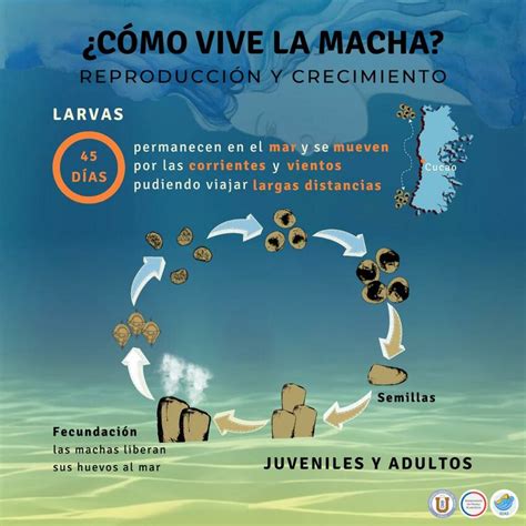 Ilustración científica de Mesodesma donacium (la macha)