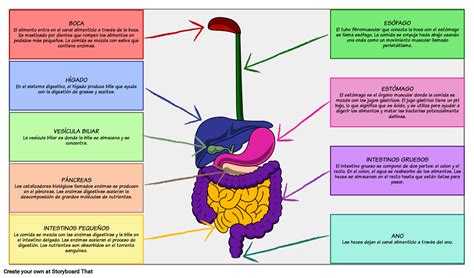 Esquema del sistema digestivo y cardiovascular interconectados durante la digestión