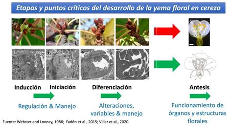 Ilustración de primordios florales de cerezo antes y después de una helada