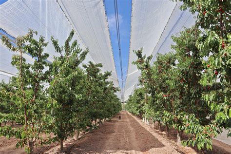 Cobertura plástica en un huerto de cerezos