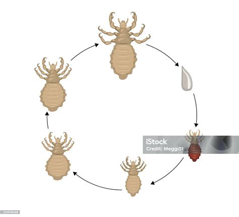 Ilustración detallada de las diferentes etapas del piojo de mar Caligus rogercresseyi.