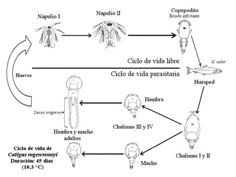 Diagrama que ilustra cómo el Caligus rogercresseyi puede actuar como vector de patógenos.