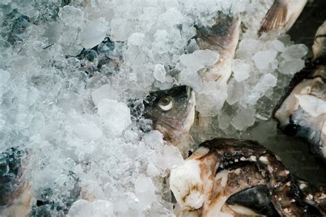 Pescado fresco cubierto con hielo en escamas