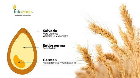 Esquema comparativo de un grano de trigo y sus componentes (salvado, endospermo, germen)