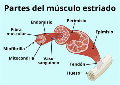 Esquema de un músculo sano y un músculo con desgarro fibrilar