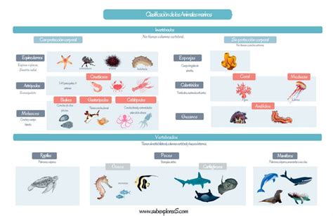 Esquema comparativo de especies marinas de gran tamaño con indicadores de longitud media