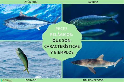 Infografía sobre la clasificación de peces (bentónicos vs. pelágicos)