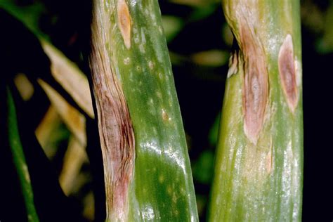 Hojas de cebolla afectadas por Alternaria porri, con manchas púrpuras necróticas