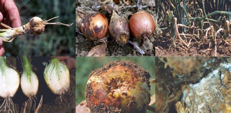 Cebollas mostrando síntomas de fusariosis y podredumbre basal en el bulbo
