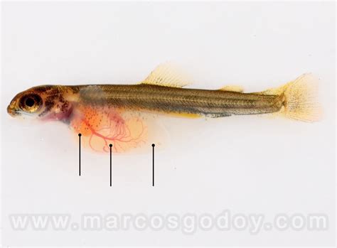 Esquema del desarrollo de un alevín de salmón con saco vitelino