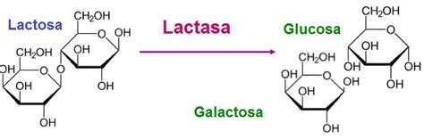 Esquema de la molécula de lactosa y su descomposición por la lactasa