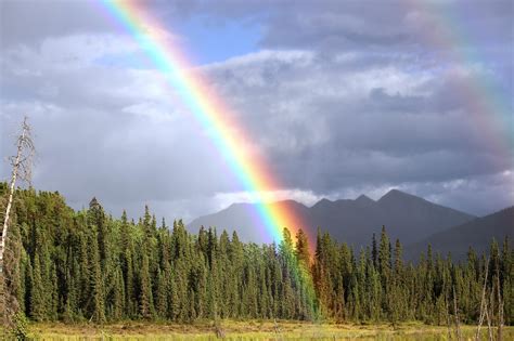 Imagen de un Rainbow Roll colorido y bien presentado