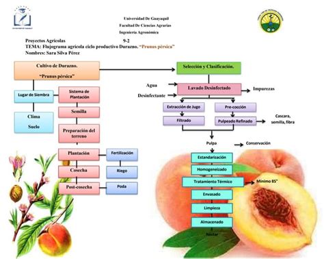 Esquema de la anatomía del durazno y los factores de acumulación de azúcares en variedades jaspeadas