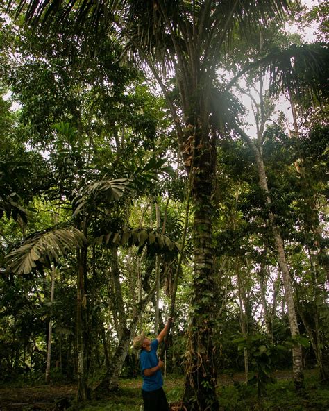 Palmera Astrocaryum murumuru en la selva amazónica y sus frutos