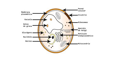 Diagrama esquemático de una célula de levadura, destacando sus orgánulos principales: núcleo, mitocondrias, pared celular y membrana plasmática.