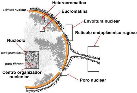 Micrografía de un núcleo de levadura, mostrando la envoltura nuclear y la cromatina.