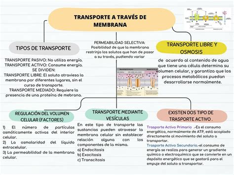 Diagrama que ilustra el transporte de azúcares y nutrientes a través de la membrana celular de la levadura.