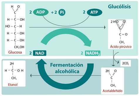 Representación gráfica del proceso de fermentación alcohólica en la levadura, mostrando la conversión de glucosa a piruvato y luego a etanol y CO2.