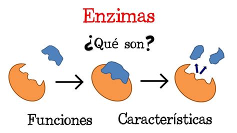 Ilustración mostrando la acción de las enzimas descomponiendo materia orgánica en el suelo.
