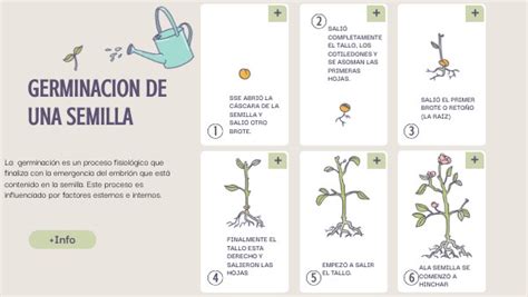 Infografía explicativa sobre las fases de la germinación de una semilla