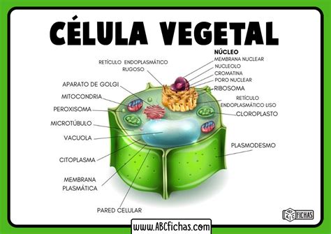 Esquema de la molécula de etileno y su interacción con una célula vegetal