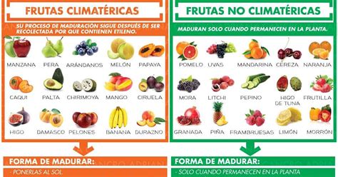 Infografía comparando frutas climatéricas y no climatéricas con ejemplos