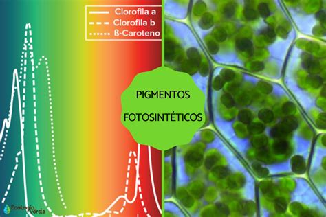 Diagrama de cambios de pigmentos en frutas durante la maduración (clorofila a carotenoides)