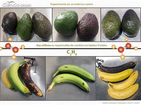 Secuencia fotográfica de aguacates y plátanos madurando con y sin etileno adyacente